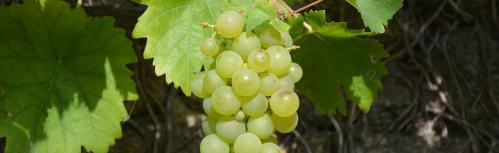 Uvas