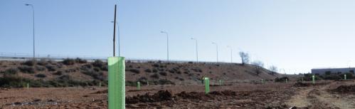 Plantación de 1000 árboles en el polígono industrial