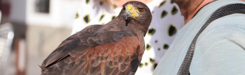 Águila de Harris para el control de la plaga de palomas