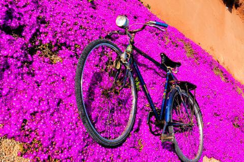La senda violeta
