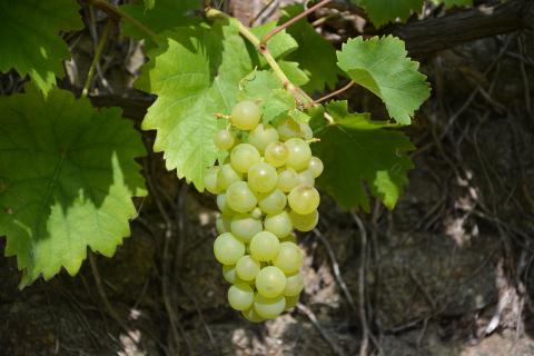 Uvas