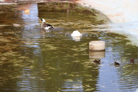 En la zona del lago se mantiene un área inundada para el cuidado de los patos