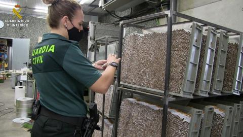 Operación Alecrín de la Guardia Civil