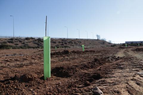 Plantación de 1000 árboles en el polígono industrial