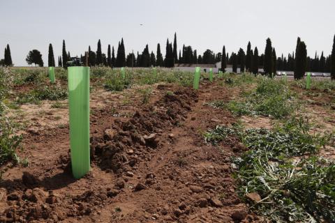 Segunda plantación de Folia Project en Manzanares