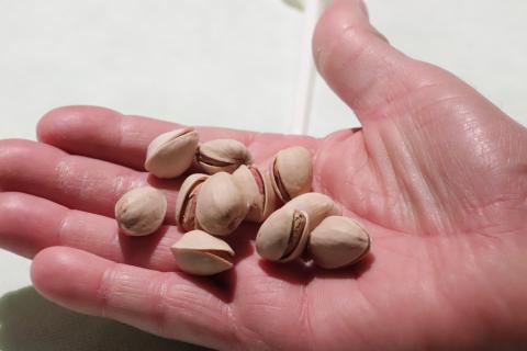 Cata de pistachos (Fercam 2022)