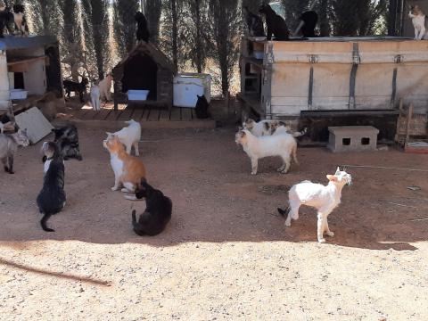 Gatos en el refugio de la Plataforma ProAnimal de Manzanares