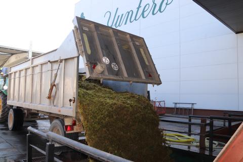 Remolque descargando uva en Bodegas Yuntero este 9 de agosto