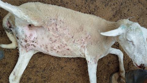 Viruela ovina y caprina (Fotografía: Ministerio de Agricultura, Pesca y Alimentación)