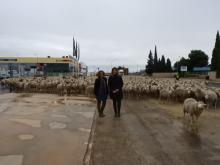 Paso de ovejas por Manzanares - noviembre 2018