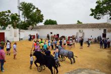 Actividades taurinas para jóvenes