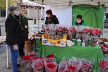 Flores de pascua para luchar contra el cáncer