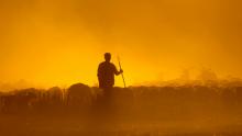 XVI Premios 'Manzanares' de Fotografía - 'Trashumancia' de Sebastián Estévez