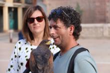 Águila de Harris para el control de la plaga de palomas