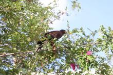 Águila de Harris para el control de la plaga de palomas