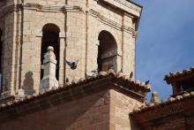 Águila de Harris para el control de la plaga de palomas