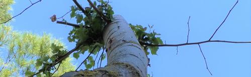 Nuevos brotes en uno de los tilos trasplantados
