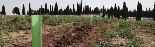 Segunda plantación de Folia Project en Manzanares
