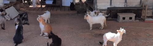 Gatos en el refugio de la Plataforma ProAnimal de Manzanares