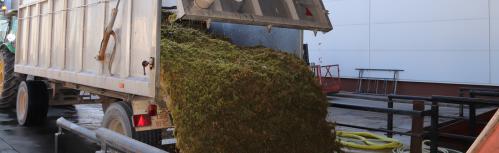Remolque descargando uva en Bodegas Yuntero este 9 de agosto