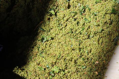 Comienzo de la vendimia 2026 en Cooperativa Jesús del Perdón-Bodegas Yuntero