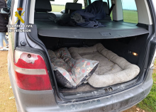 La Guardia Civil detiene a un integrante de una organización criminal dedicada a la caza furtiva con galgos (Fotografía: Guardia Civil)