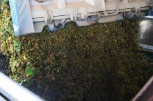 Comienzo de la vendimia 2026 en Cooperativa Jesús del Perdón-Bodegas Yuntero