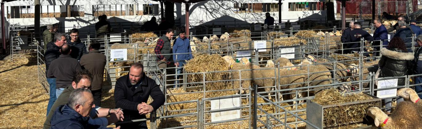 Subasta de sementales Agrama - febrero 2026