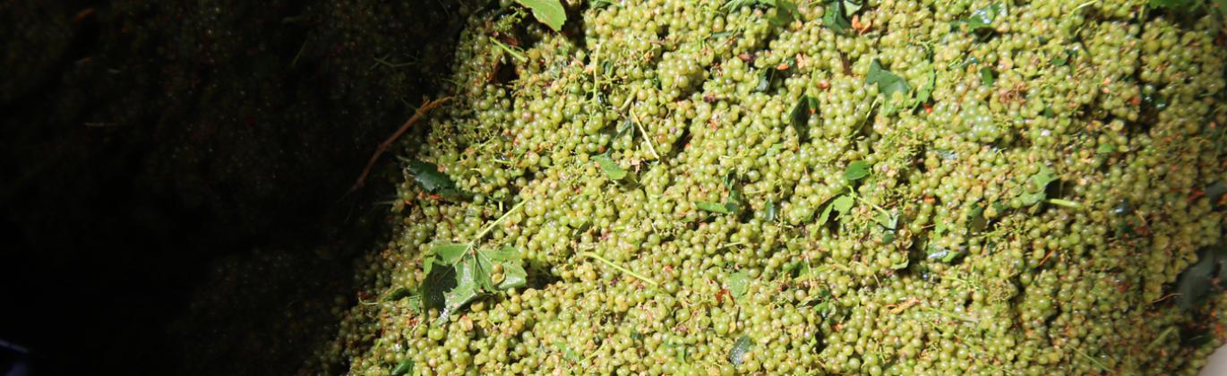 Comienzo de la vendimia 2026 en Cooperativa Jesús del Perdón-Bodegas Yuntero